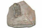 Colorful Phacopid (Struveaspis) Trilobite - Jorf, Morocco #329073-3